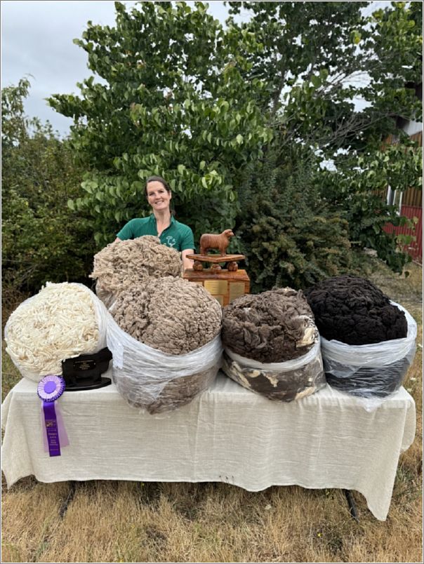 Black Sheep Cup recipient Laurel Stone, of Apple Creek Merinos, shows her award-winning fleeces and trophy. Photo: Laurel Stone.